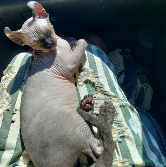 Cottagecore Endless Journey Striped Crop Pants - Picture 9 of 9